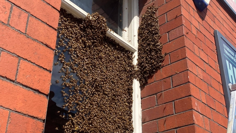 Mystery Bees Invade Mbale High Court, 2 Inmates Escape in Pandemonium